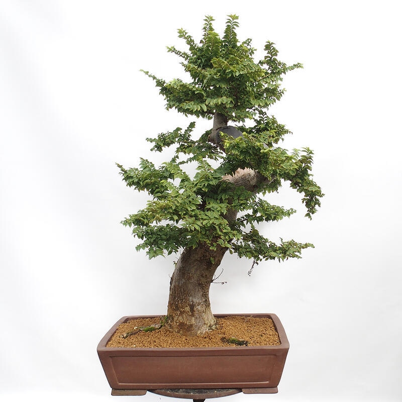 Bonsai im Freien - Ulmus Elegantissima Jack. Hillier-Ulme elegant