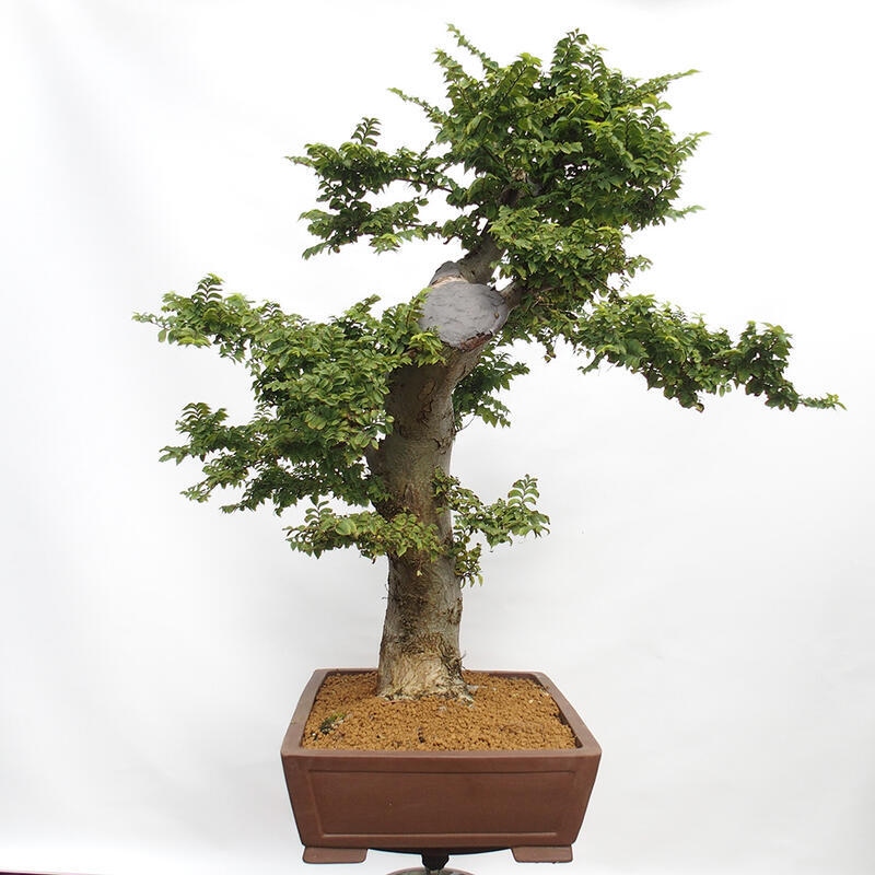 Bonsai im Freien - Ulmus Elegantissima Jack. Hillier-Ulme elegant