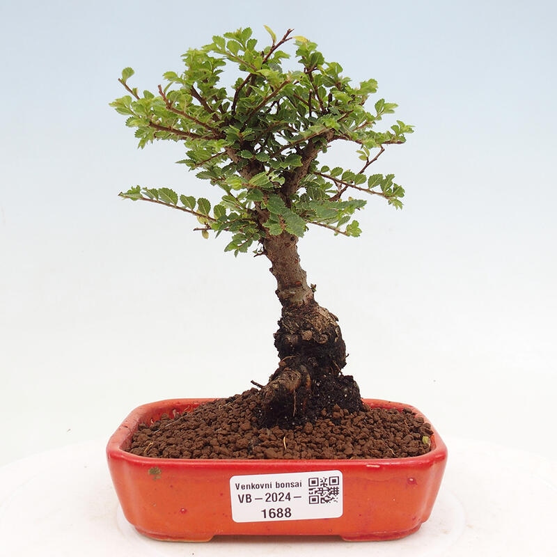 Bonsai im Freien - Ulmus parvifolia Sagei - Kleinblättrige Ulme