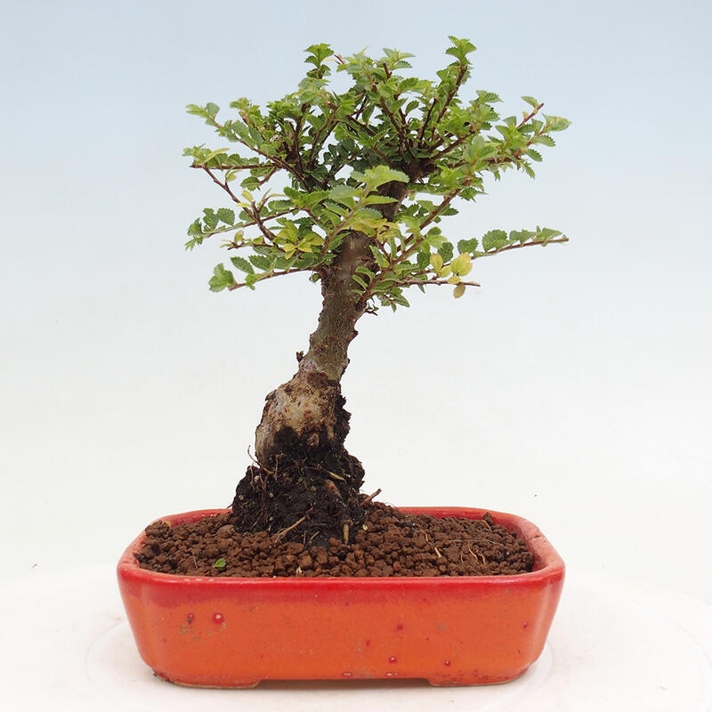 Bonsai im Freien - Ulmus parvifolia Sagei - Kleinblättrige Ulme