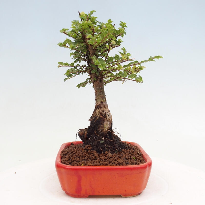 Bonsai im Freien - Ulmus parvifolia Sagei - Kleinblättrige Ulme