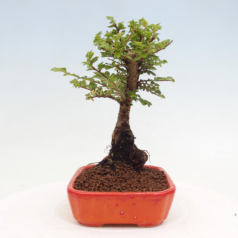 Bonsai im Freien - Ulmus parvifolia Sagei - Kleinblättrige Ulme