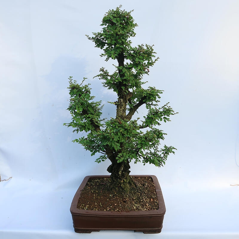 Bonsai im Freien - Zelkova - Zelkova NIRE