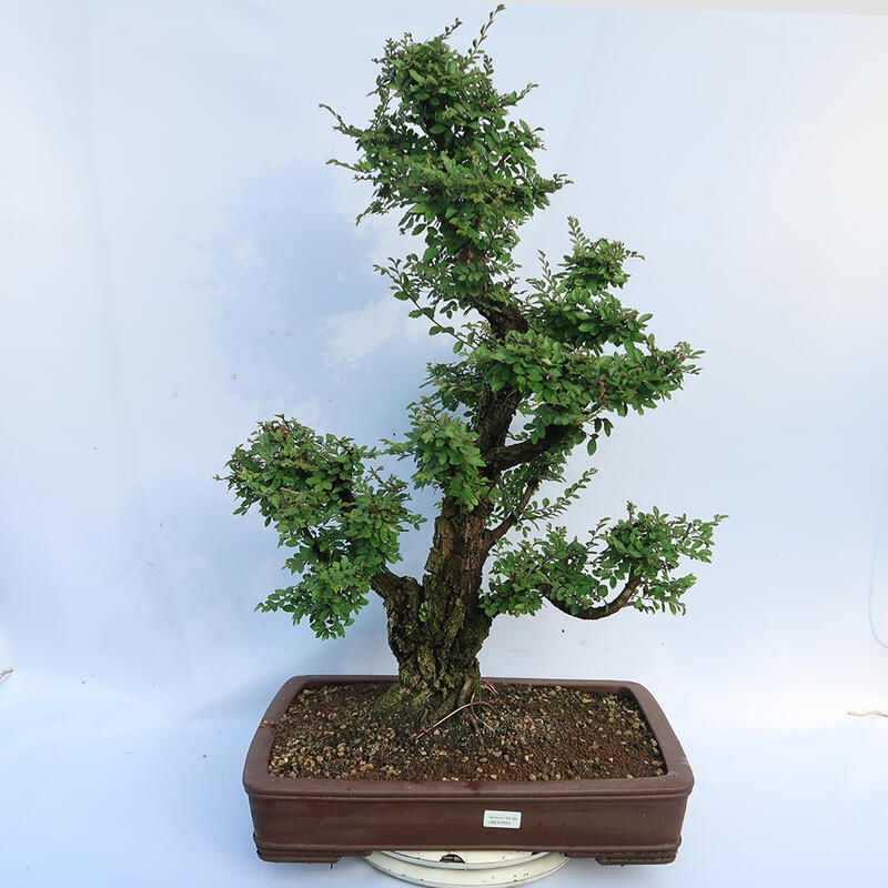 Bonsai im Freien - Zelkova - Zelkova NIRE