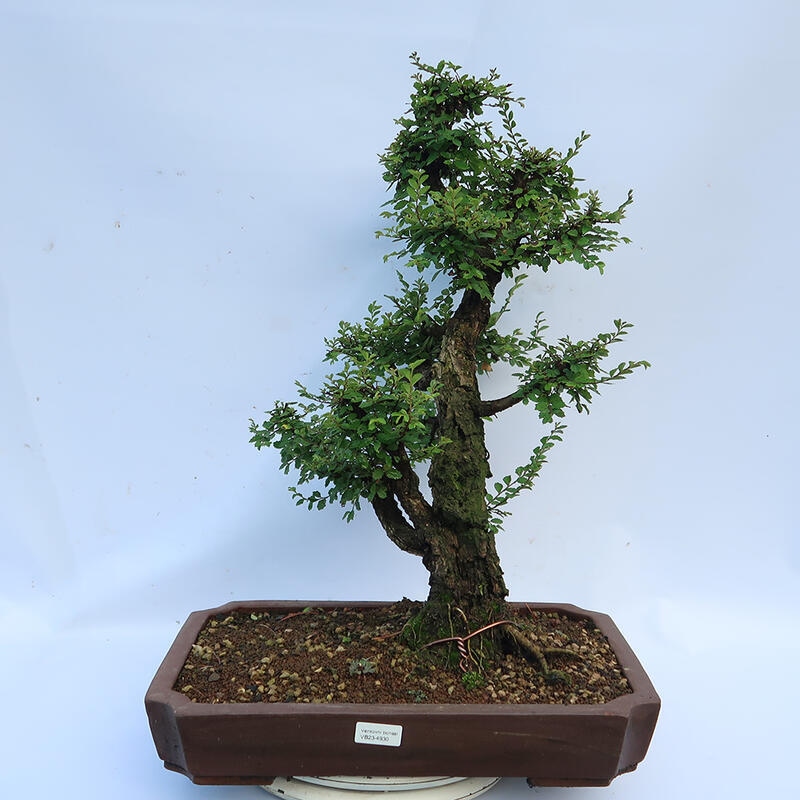 Bonsai im Freien - Zelkova - Zelkova NIRE