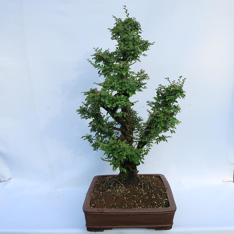 Bonsai im Freien - Zelkova - Zelkova NIRE