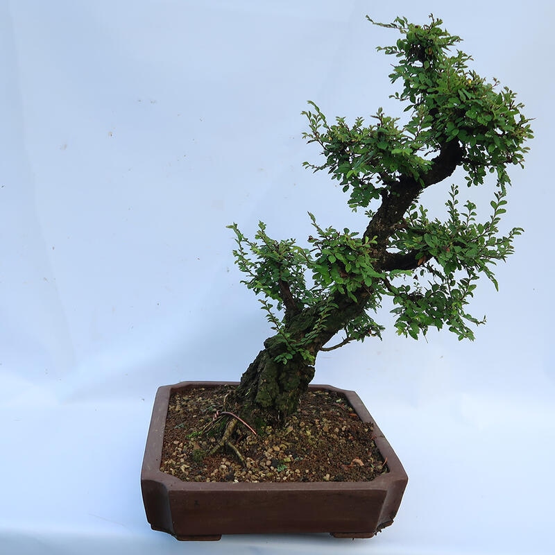 Bonsai im Freien - Zelkova - Zelkova NIRE