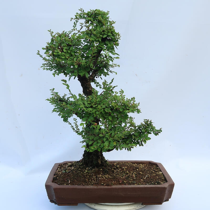 Bonsai im Freien - Zelkova - Zelkova NIRE