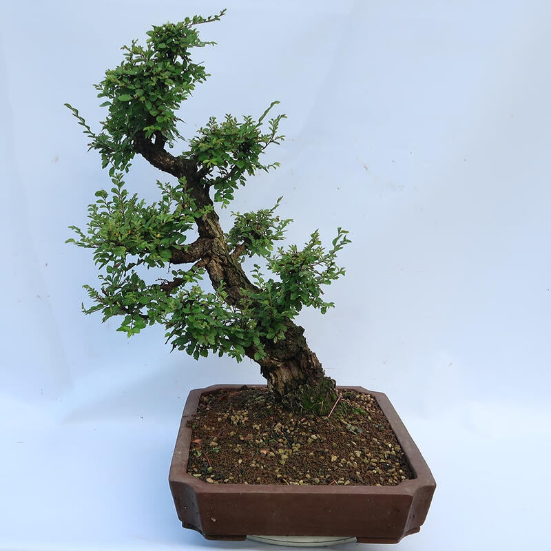 Bonsai im Freien - Zelkova - Zelkova NIRE