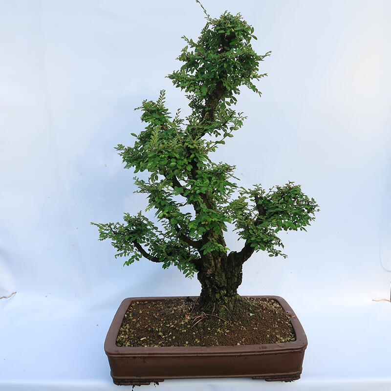 Bonsai im Freien - Zelkova - Zelkova NIRE