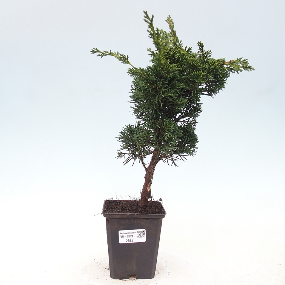 Outdoor-Bonsai - Juniperus chinensis Kishu - Chinesischer Wacholder