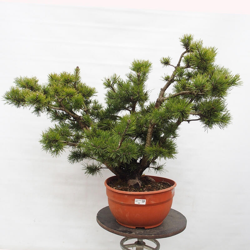 Yamadori - Pinus sylvestris Spanien