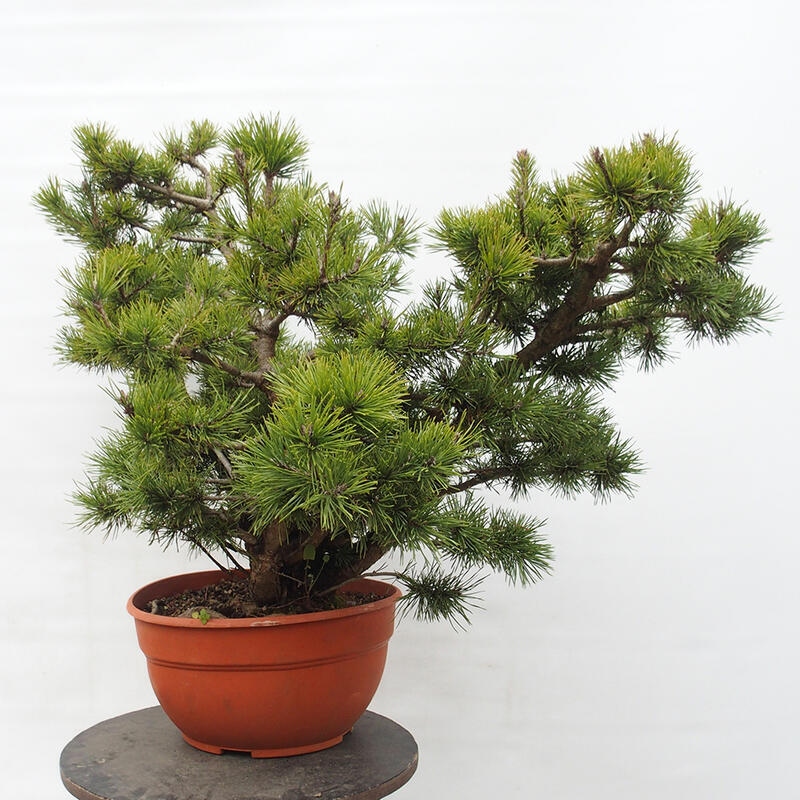 Yamadori - Pinus sylvestris Spanien