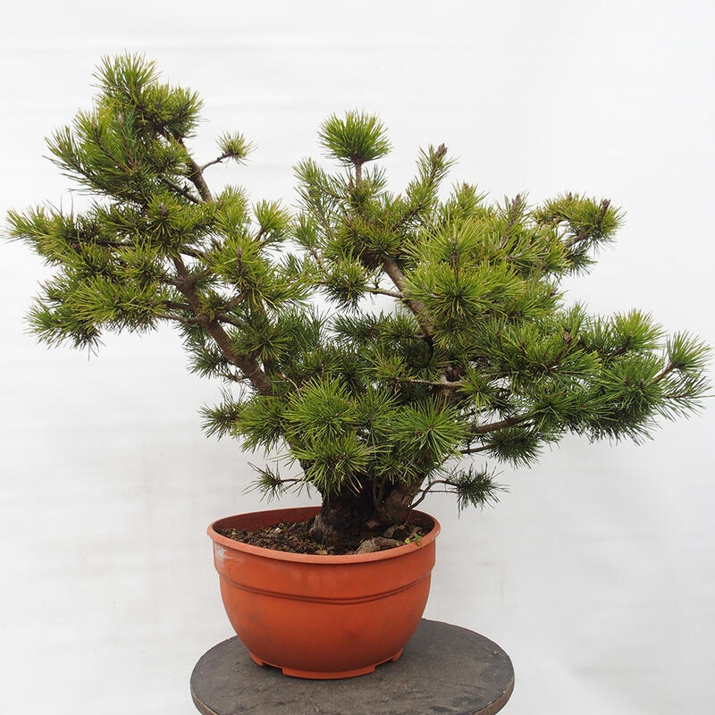 Yamadori - Pinus sylvestris Spanien