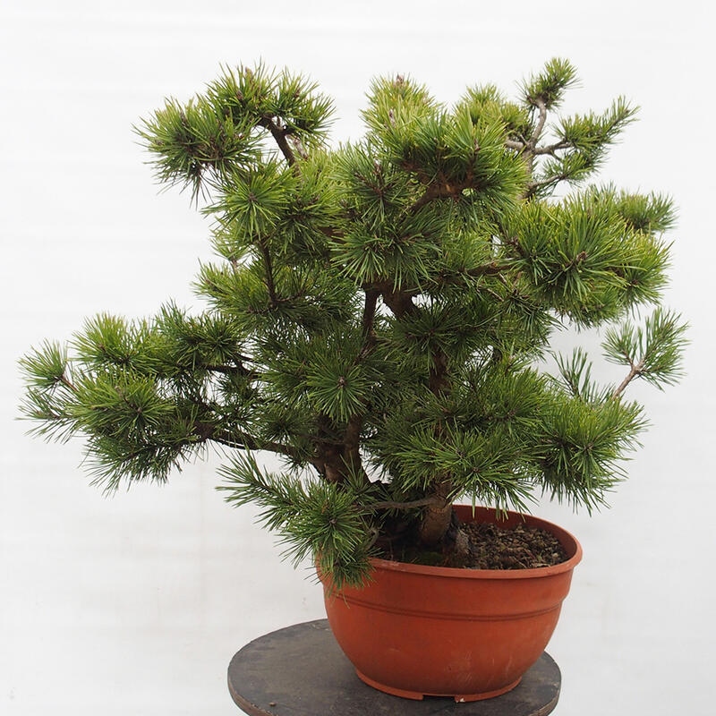 Yamadori - Pinus sylvestris Spanien