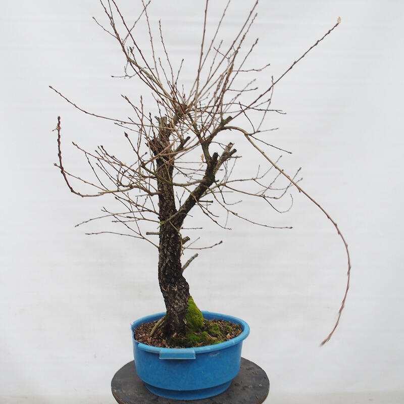 Yamadori - Quercus Ilex - Steineiche