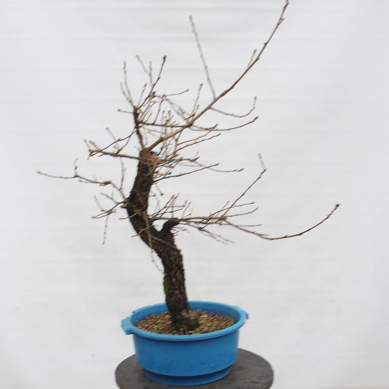 Yamadori - Quercus Ilex - Steineiche