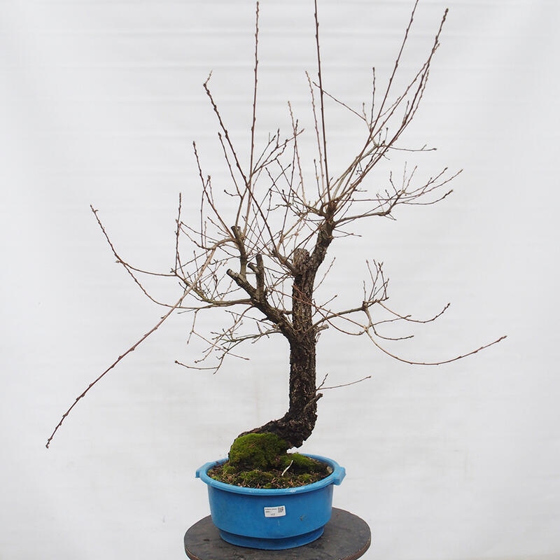 Yamadori - Quercus Ilex - Steineiche