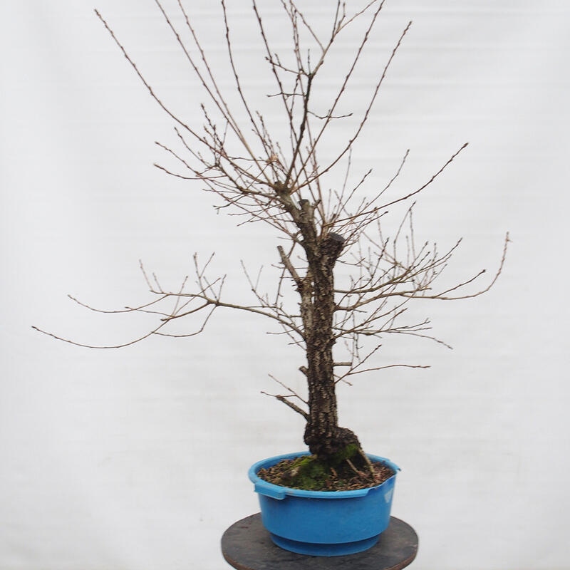 Yamadori - Quercus Ilex - Steineiche