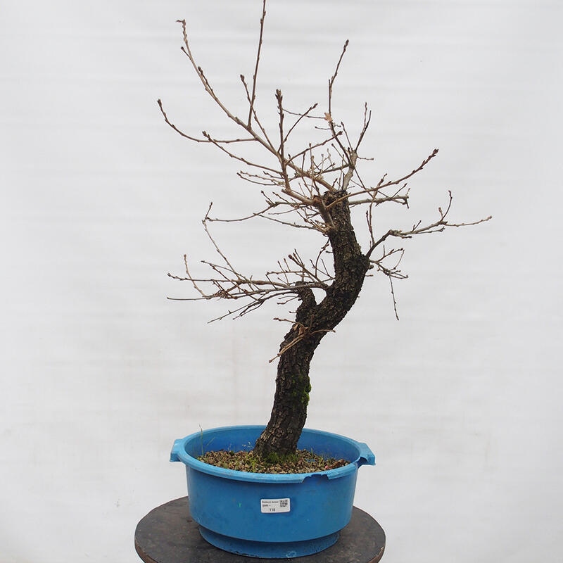 Yamadori - Quercus Ilex - Steineiche