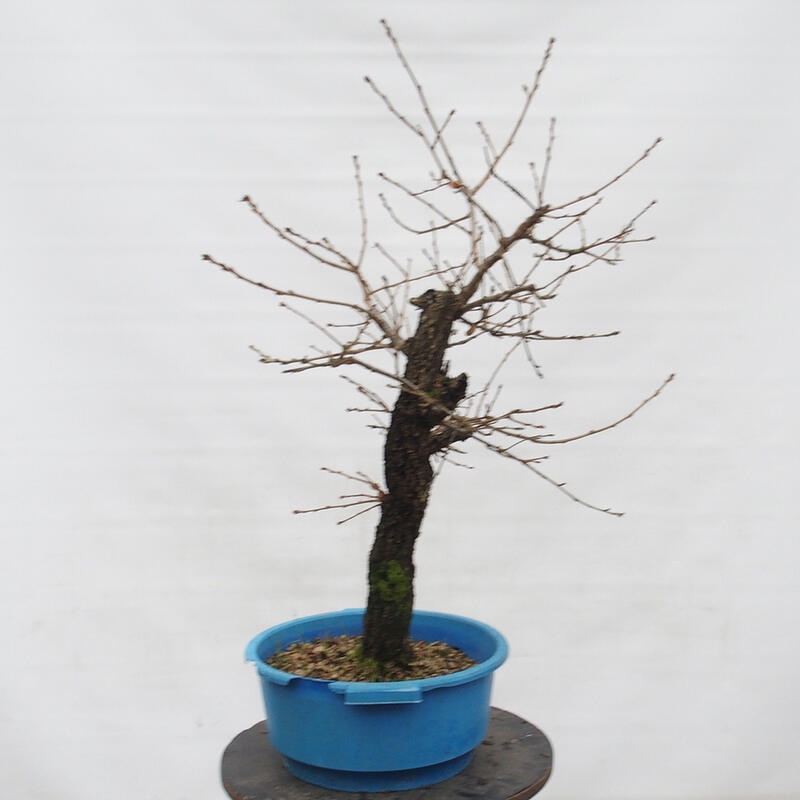 Yamadori - Quercus Ilex - Steineiche