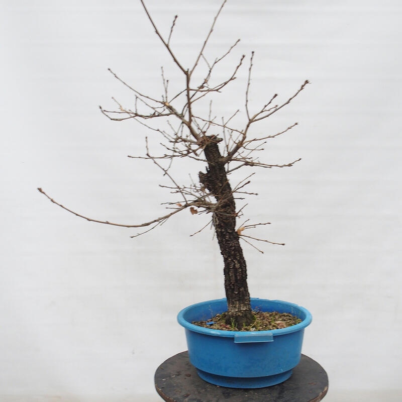 Yamadori - Quercus Ilex - Steineiche